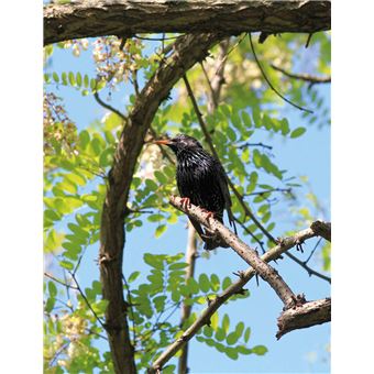 La nature s'invite en ville