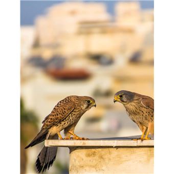 La nature s'invite en ville