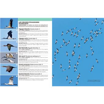 Identifier les oiseaux migrateurs par le son