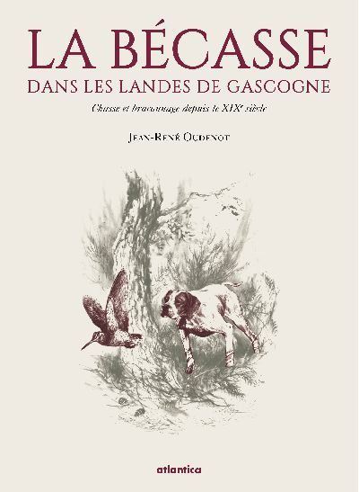 La bécasse dans les landes de Gascogne