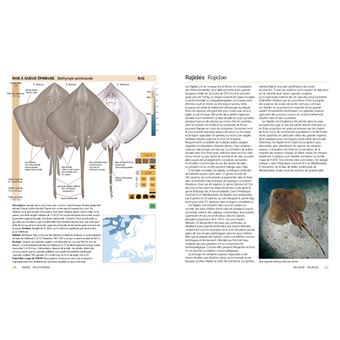 Requins, raies et chimères d'Europe et de Méditerranée