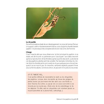 Découvrir les papillons du jardin