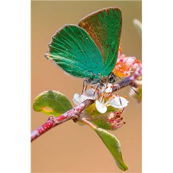 Découvrir les papillons du jardin