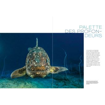 L'album RSF pour la liberté de la presse - Laurent Ballesta