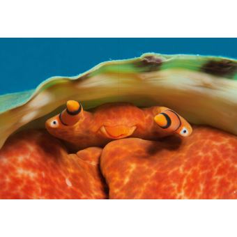 L'album RSF pour la liberté de la presse - Laurent Ballesta