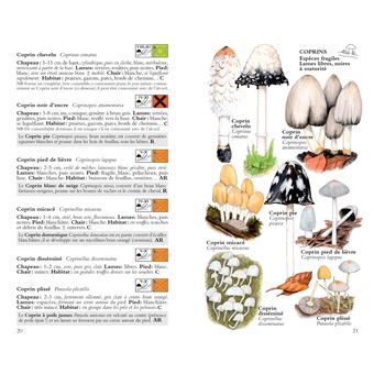 Champignons - Guide de Terrain