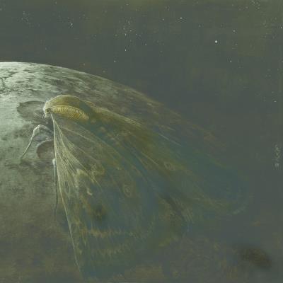 Moth And The Moon