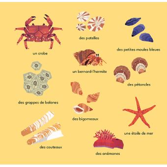 Le constellis des profondeurs