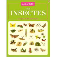 Insectes