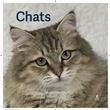 Calendrier Chats 2026