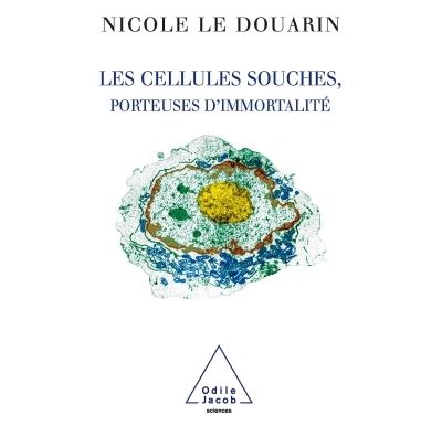 Les cellules souches, porteuses d’immortalité