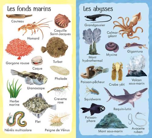 les animaux de la mer