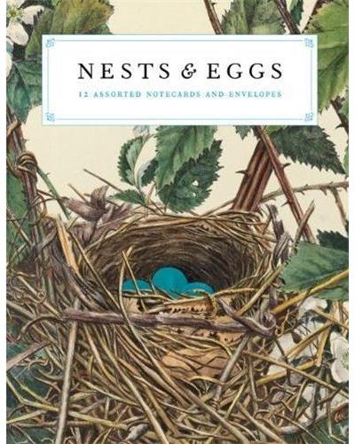 Nests and eggs notecards