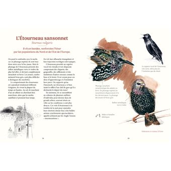 Les oiseaux de nos jardins & leur vie secrète