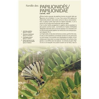 Papillons des Alpes