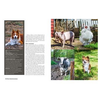 Mon chien est végétarien et il va très bien !