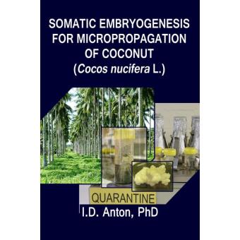 Somatic embryogenesis from meristem image