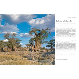 Le tour du monde en 80 arbres (petit format)