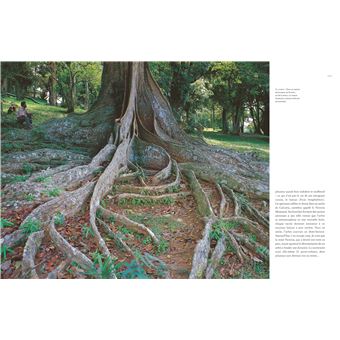 Le tour du monde en 80 arbres (petit format)