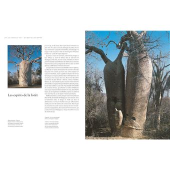 Le tour du monde en 80 arbres (petit format)