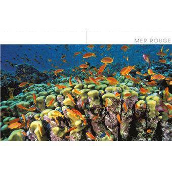 Le tour du monde en 80 plongées (petit format)