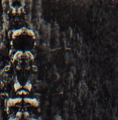 Forest the people and the spirits