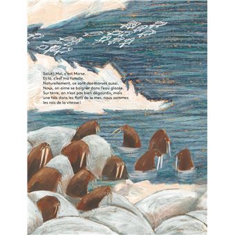 Un morse pas si banal