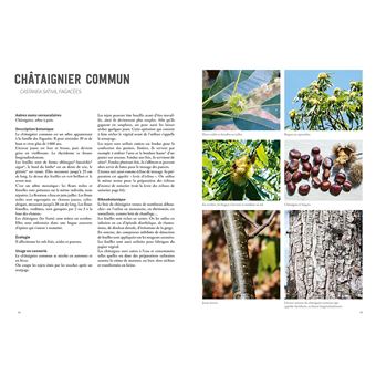 La vannerie avec des plantes sauvages