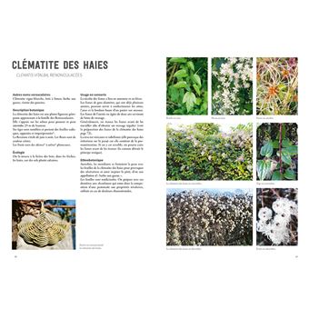 La vannerie avec des plantes sauvages