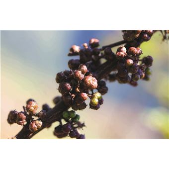 Terre de poivres (Nouvelle édition)