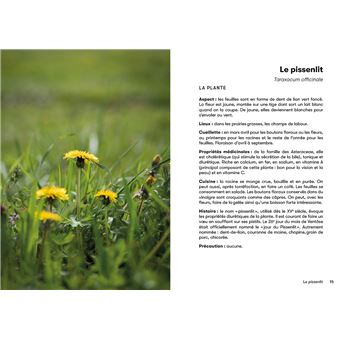 15 plantes sauvages comestibles