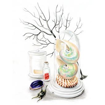 Cabinet de curiosités - 30 trésors de la nature à dessiner