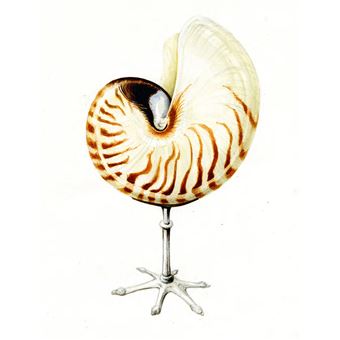 Cabinet de curiosités - 30 trésors de la nature à dessiner