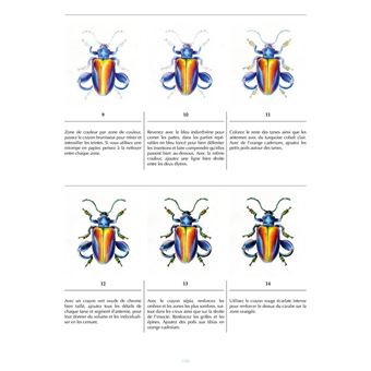 Cabinet de curiosités - 30 trésors de la nature à dessiner