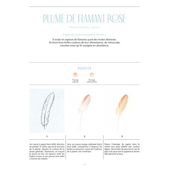 Cabinet de curiosités - 30 trésors de la nature à dessiner