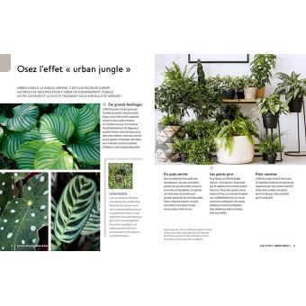 Plantes d'intérieur