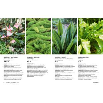 Plantes d'intérieur