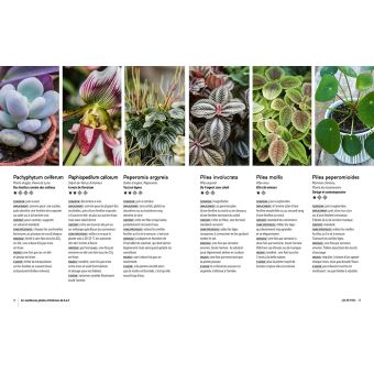 Plantes d'intérieur