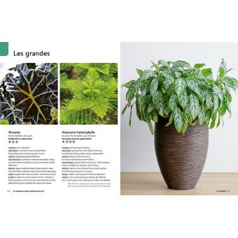 Plantes d'intérieur