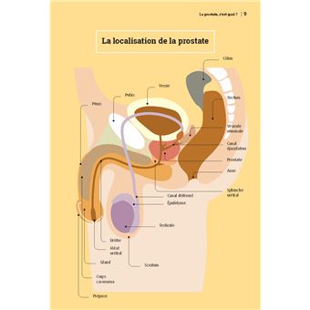 Prostate, on vous dit tout !