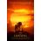 LION KING_0