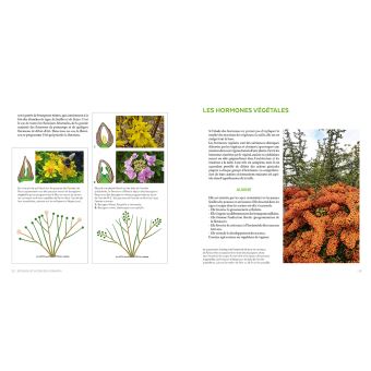 Tailler facilement tous les arbustes d'ornement