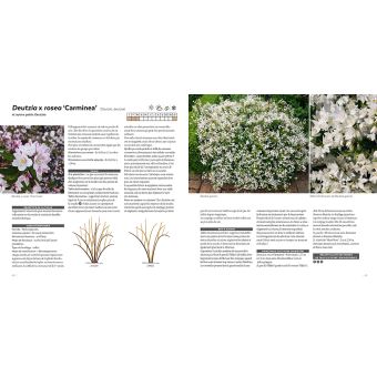 Tailler facilement tous les arbustes d'ornement