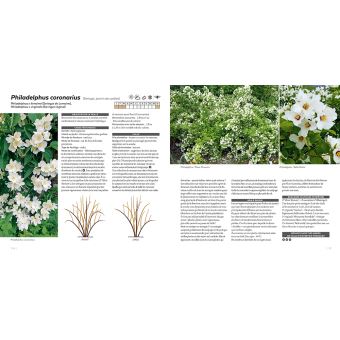 Tailler facilement tous les arbustes d'ornement