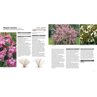 Tailler facilement tous les arbustes d'ornement