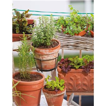 Plantes médicinales au balcon. Faites pousser vos remèdes du quotidien