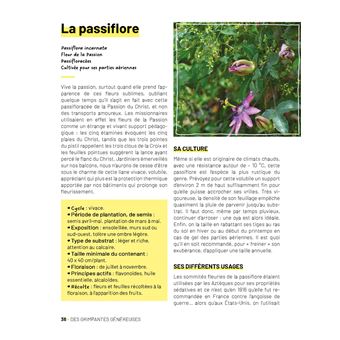 Plantes médicinales au balcon. Faites pousser vos remèdes du quotidien