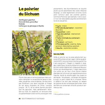 Plantes médicinales au balcon. Faites pousser vos remèdes du quotidien