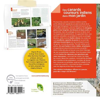 Des canards coureurs indiens dans mon jardin