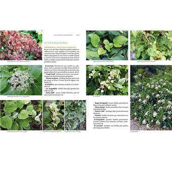 Toutes les plantes pour l'ombre